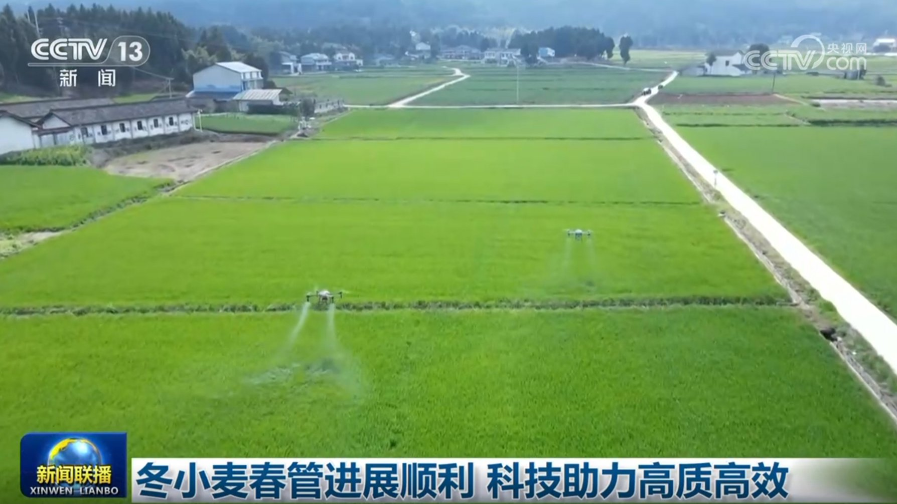 小麦种植